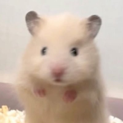 rikuishaem's profile picture