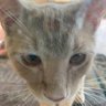 Raccoda's profile picture