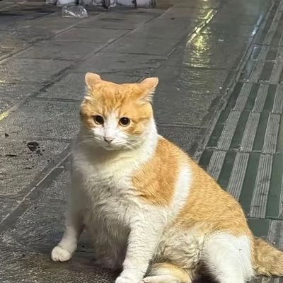 ngakak_premium's profile picture