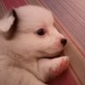 Profilbild von zhian