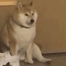 A 的头像