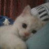聽雨's profile picture