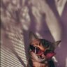 Profilbild von lazy