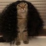 Gato Cucurella's profile picture
