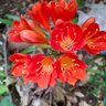 Фото профиля ベルトランの泪