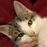 ともちき🐈⬛ profil fotoğrafı
