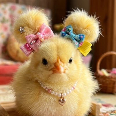 justgallina's profile picture