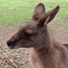 Фото профиля Aussie Pundit