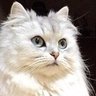 Kitty's profile picture