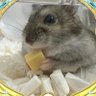 ãŽãªãã's profile picture