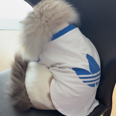 Dokigirlluv?'s profile picture