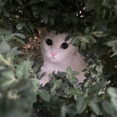 Shah's profile picture