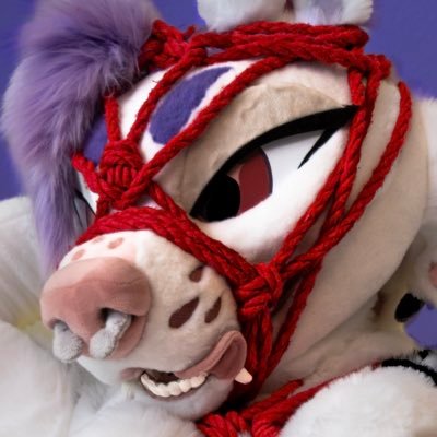 shibarki's profile picture
