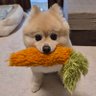 たるとさん profil fotoğrafı