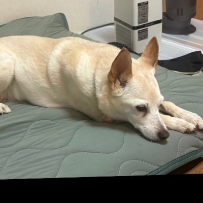 stgrnolimit_'s profile picture