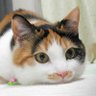 Loretta_Panzerjäger's profile picture