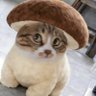 Harosh Kurwa 的头像