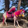 Elle Yu's profile picture