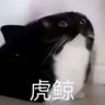 虎鲸鱼鱼's profile picture