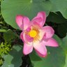 紗草 profil fotoğrafı