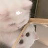 Aurora22133's profile picture