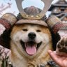 Фото профиля 秋田犬侍