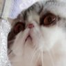 michi 的头像