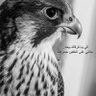 ساطي profil fotoğrafı