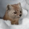 Фото профиля stupid marten