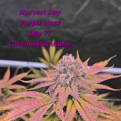 CavemanCanna22's profile picture