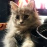 FATİH KORUCU's profile picture