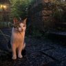leo's profile picture