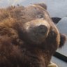 Bear's profile picture