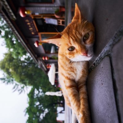 msg_pack's profile picture