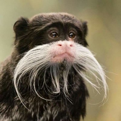 shiaguevara's profile picture