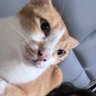 Фото профиля batcatt