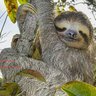 Preguicity profil fotoğrafı