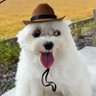 guacamole's profile picture