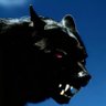 Wolfen's profile picture