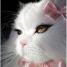 مين's profile picture