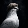 يوسف profil fotoğrafı