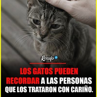 lunisima's profile picture