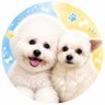 羊みたいな犬とわたあめ犬 profil fotoğrafı