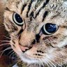 花泉＠懸垂10回できるようになる→進捗：順手(９/10)new! profil fotoğrafı