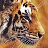 Tiger profil fotoğrafı