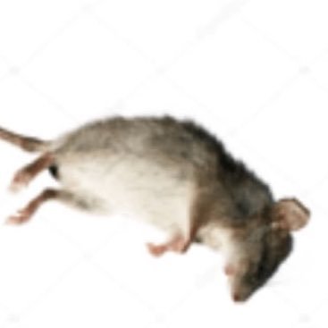 cavexdan's profile picture
