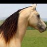 Profilbild von ماااااجدmajeed