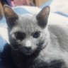 Profilbild von Ceni