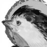 Gwoni | Hedgers🦔's profile picture