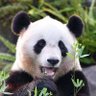 云々無私(二階派) 的头像